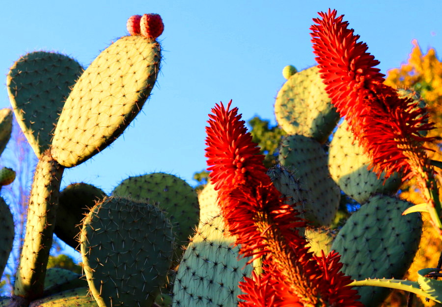 Weinpilot_Madeira_Botanical Garden