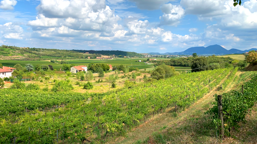 Colli Berici