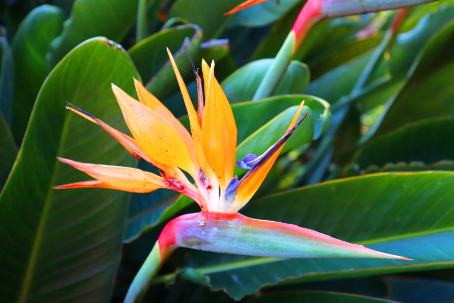 Botanic Garden Madeira