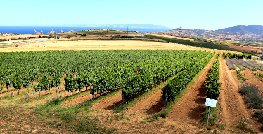 Barbare Wines