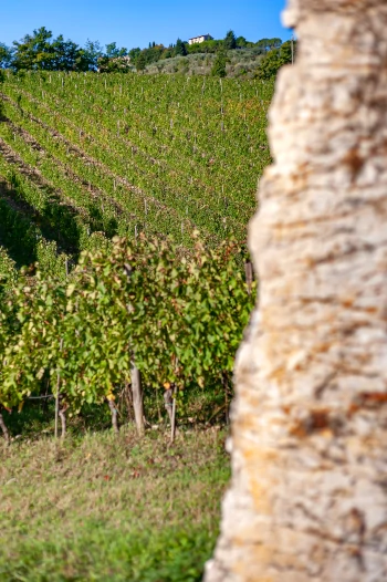 Gaiole im Chianti Classico