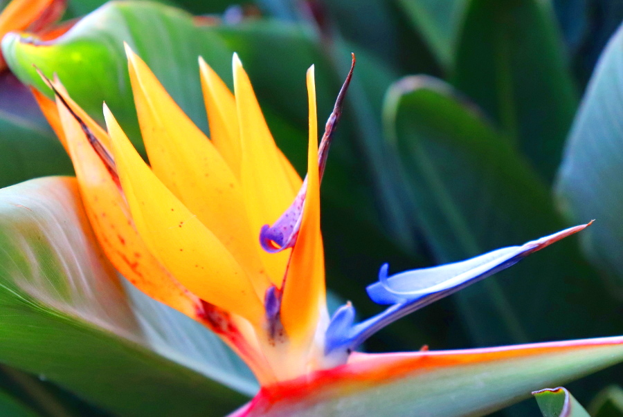 Weinpilot_Madeira_Botanical Garden