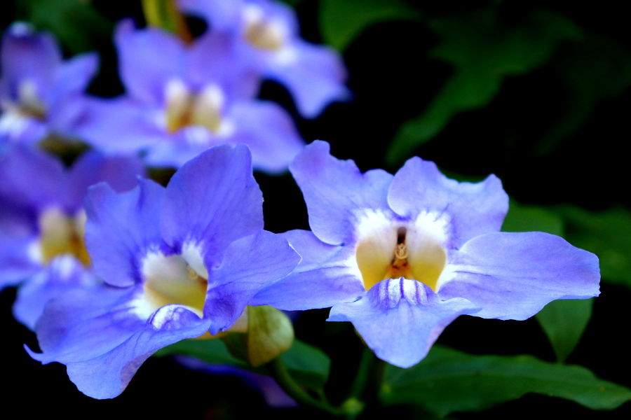 Weinpilot_Madeira_Botanical Garden