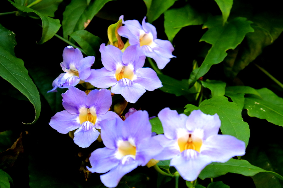 Weinpilot_Madeira_Botanical Garden