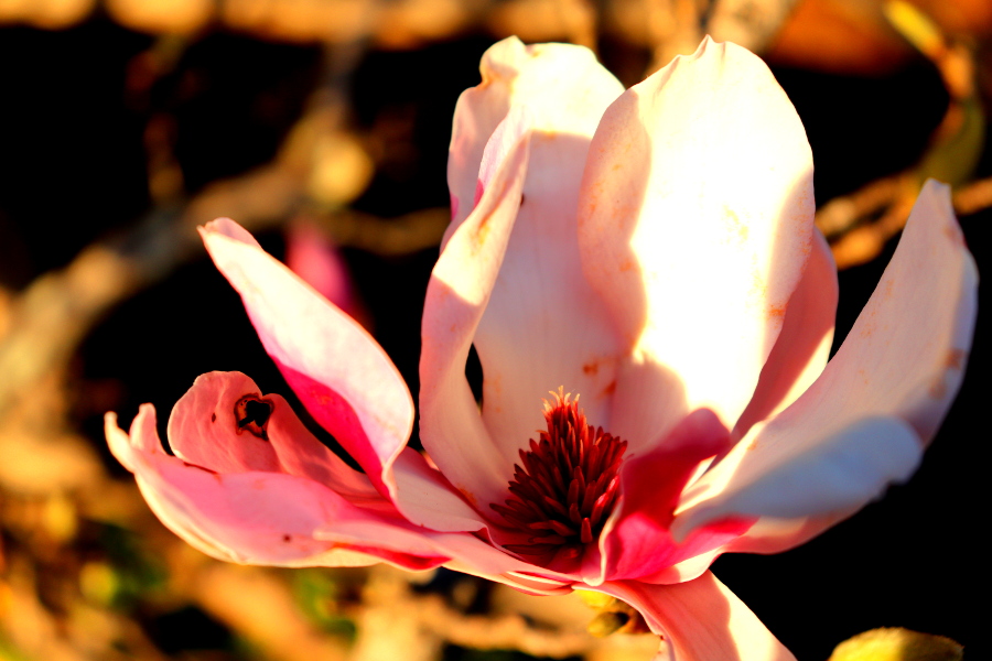 Weinpilot_Madeira_Botanical Garden