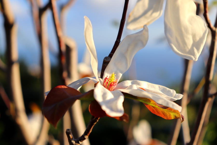 Weinpilot_Madeira_Botanical Garden