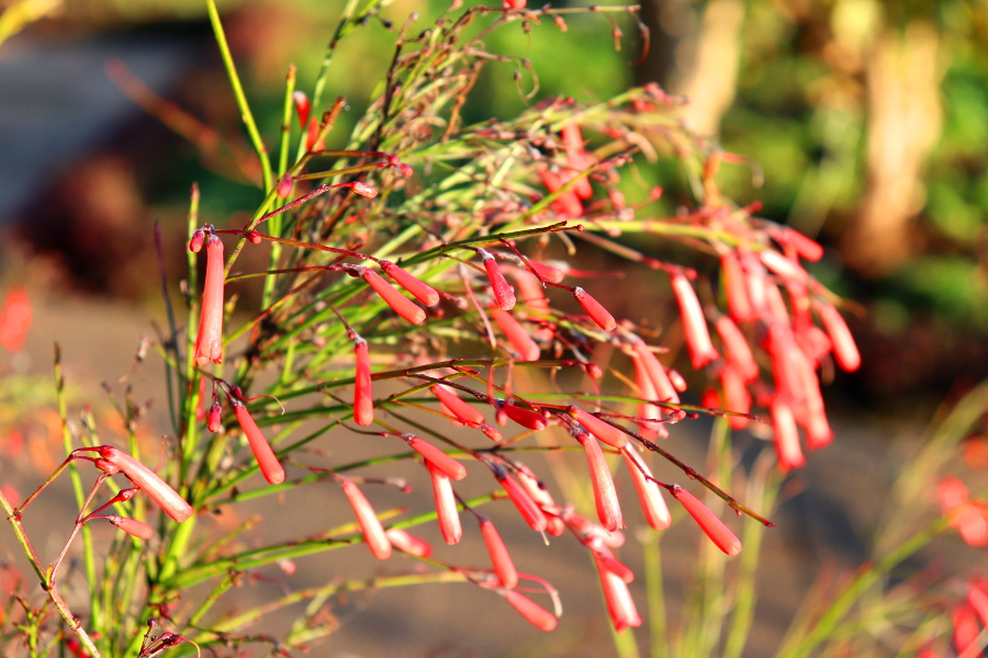 Weinpilot_Madeira_Botanical Garden