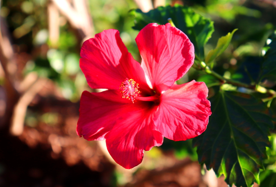 Weinpilot_Madeira_Botanical Garden