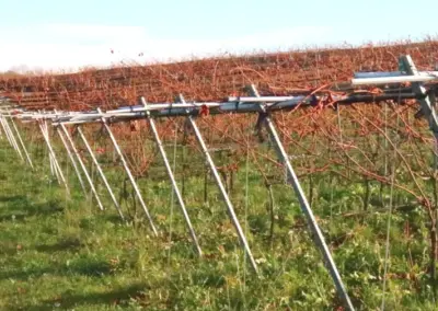 Weinempfehlung des Monats!