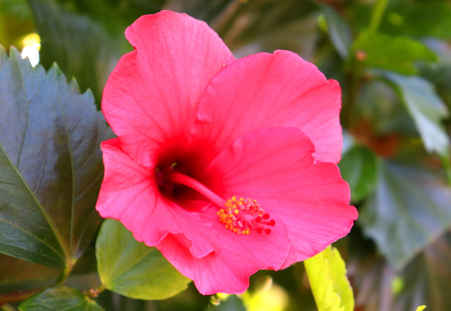 Weinpilot_Madeira_Botanical Garden