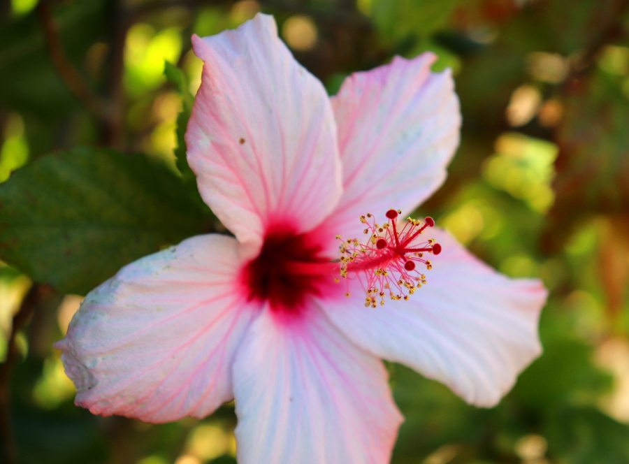 Weinpilot_Madeira_Botanical Garden