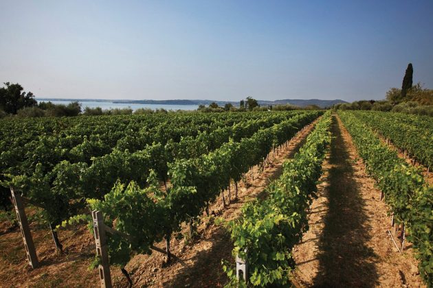 Lugana Tasting