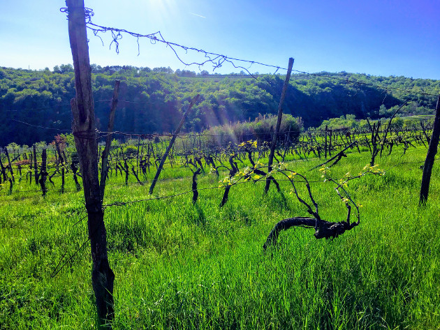 Slovenian Vineyards