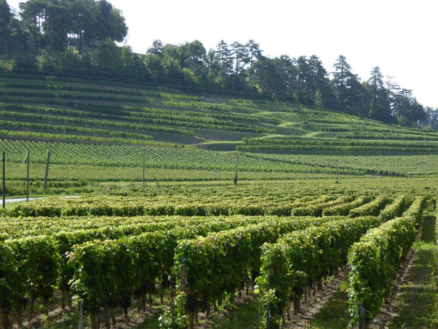 Weinhändler mit Profil