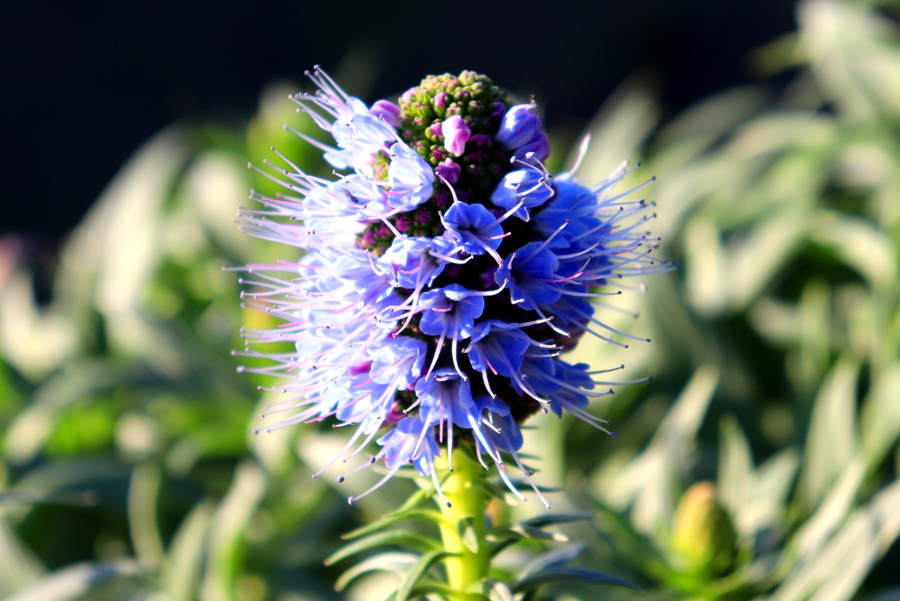 Weinpilot_Madeira_Botanical Gardenn