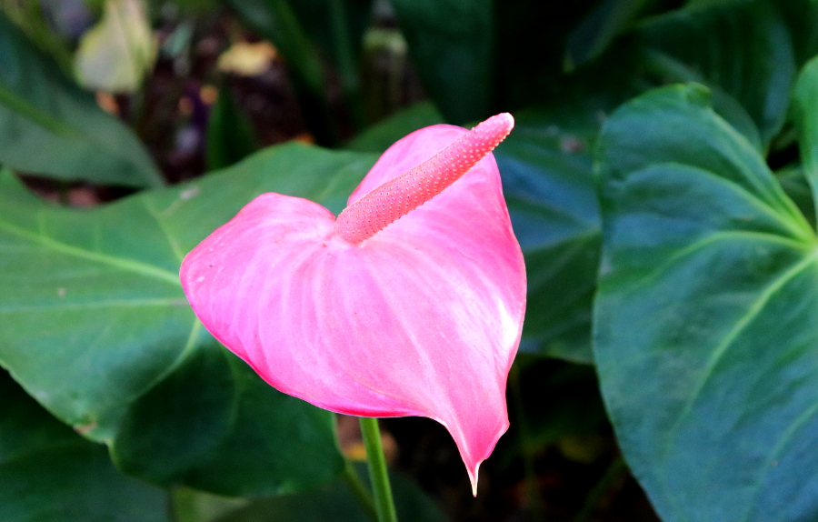 Botanical Garden Madeira