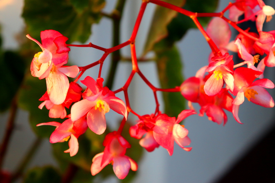 Weinpilot_Madeira_Botanical Garden