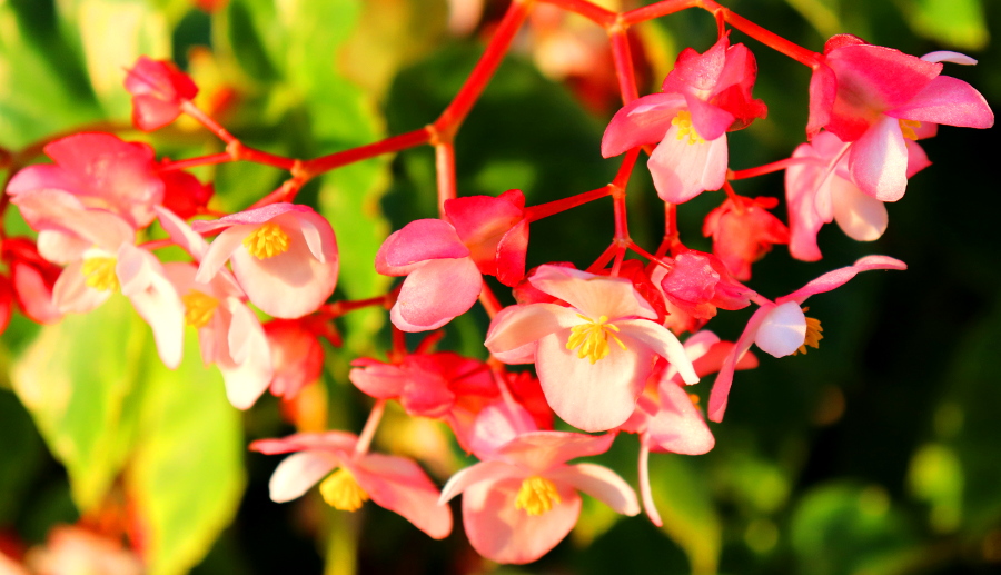 Weinpilot_Madeira_Botanical Garden