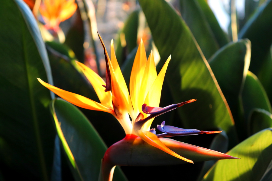 Weinpilot_Madeira_Botanical Garden