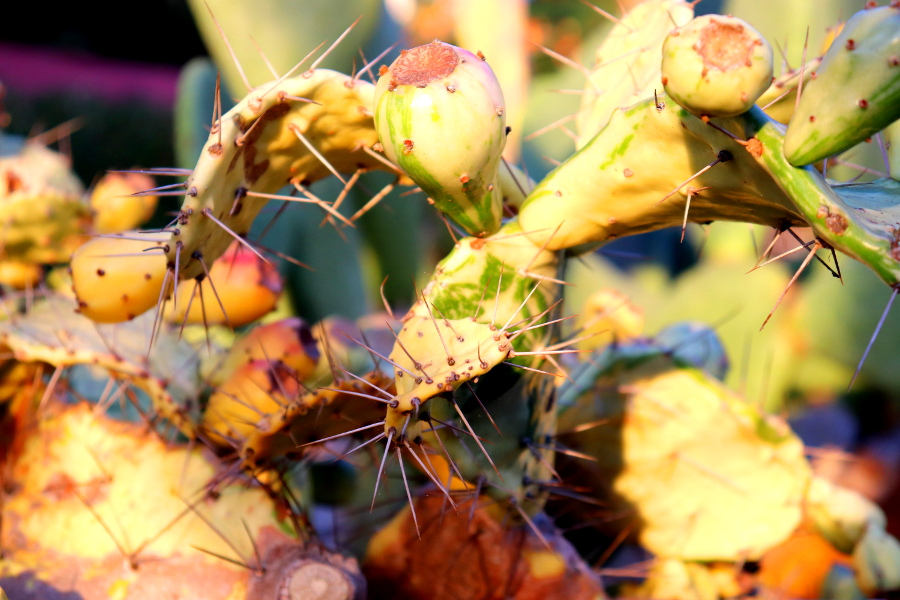 Weinpilot_Madeira_Botanical Garden