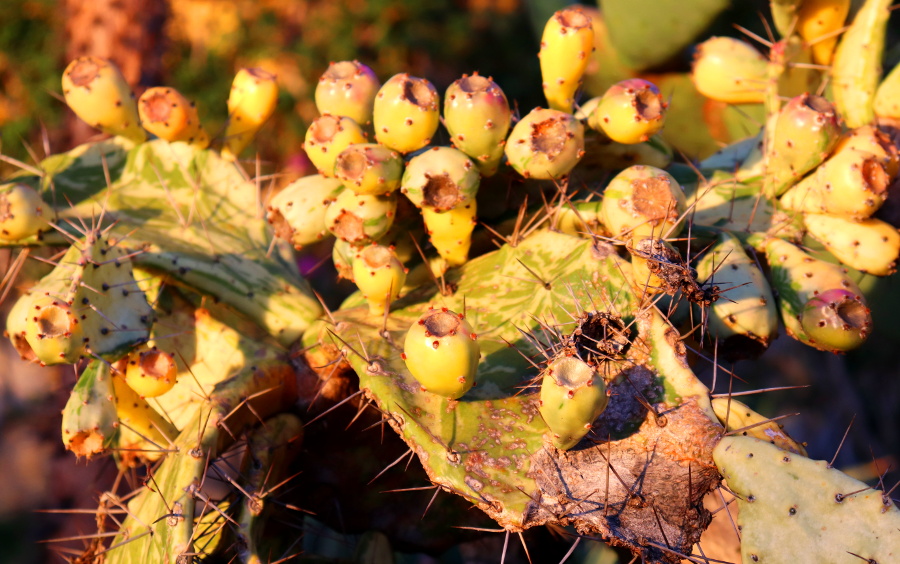 Weinpilot_Madeira_Botanical Garden
