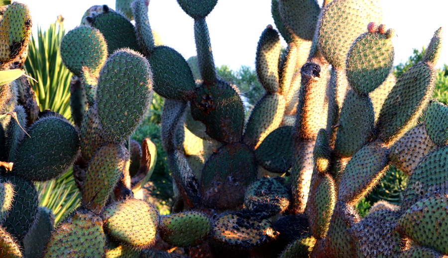 Weinpilot_Madeira_Botanical Garden