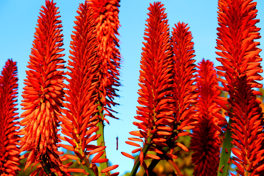 Weinpilot_Madeira_Botanical Garden
